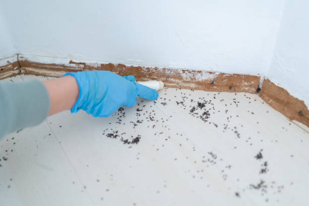Best Affordable Pest Control Services  in Allegan, MI
